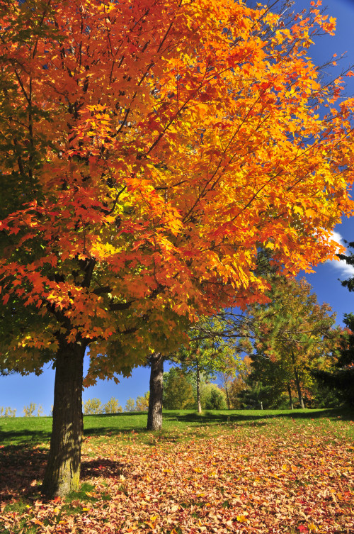 Oakville Trees for Sale - Caledon Treeland