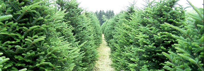 Trees for sale in Richmond Hill