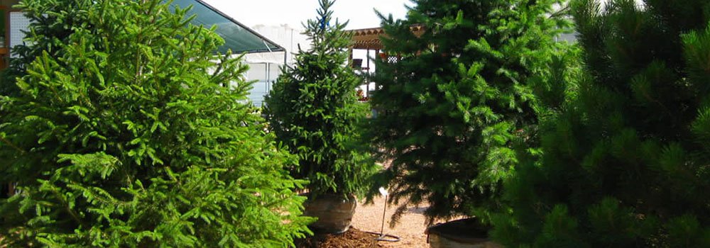 Trees for sale in Newmarket