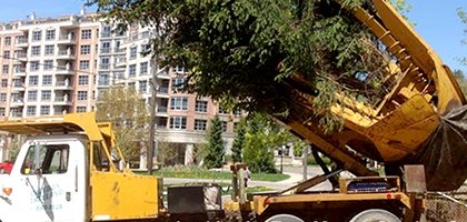 tree moving toronto
