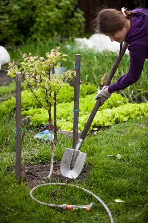 Tree transplanting tips and cautions