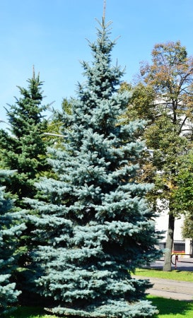 Tree Growth on Your Property: the Good Reasons Why it’s a Do