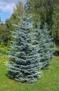 How To Treat Blue Spruce Disease Caledon Treeland   Colorado Blue Spruce E1447933569422 195x300 