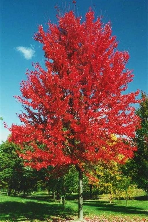 Autumn Blaze Maple