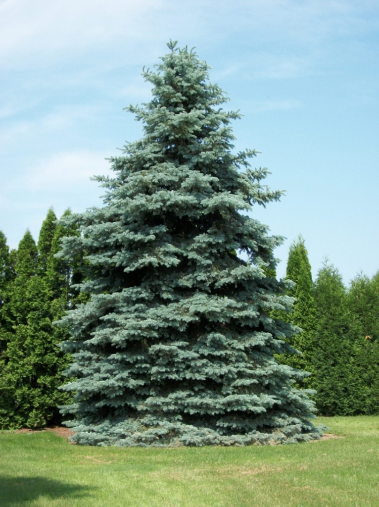Spruce Tree Colorado