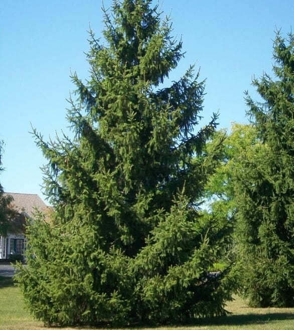 All About The Norway Spruce