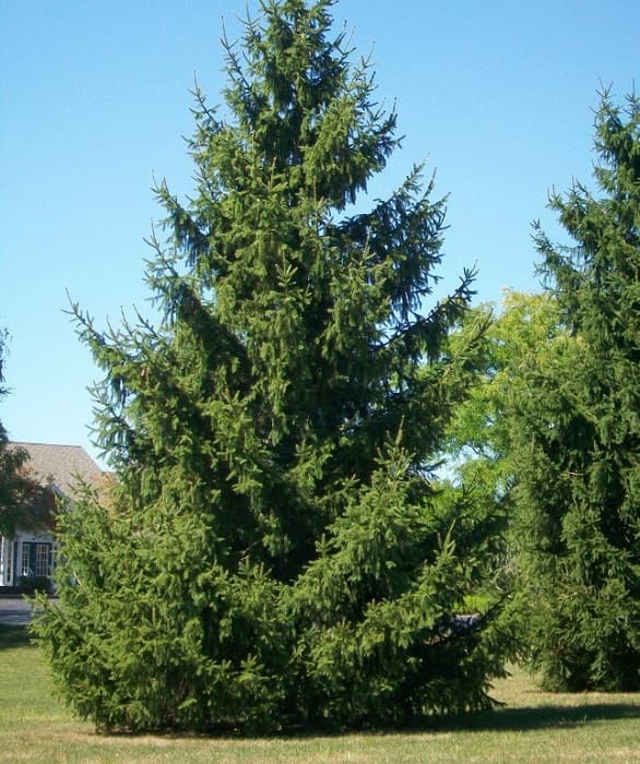 Spruce Tree Norway