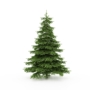 Some Interesting Facts About Pine Trees You Never Knew - Caledon Treeland