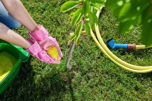 Starting a Backyard Tree Nursery is Easier Than You Think