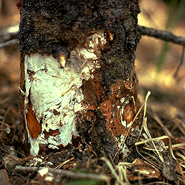 Attacking Armillaria Tree Root Rot
