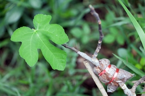 Six Successful Steps to Air-Layer Sugar Maples