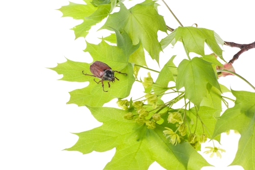 The Pollination Mechanism of the Maple Tree