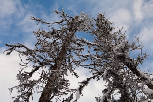 Top Down Drying of Evergreens: Causes and Prevention