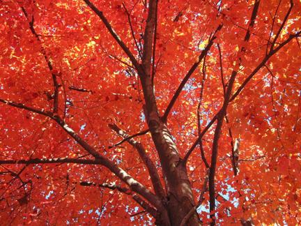 Curiosities of Canada Red Maple Tree - Caledon Treeland