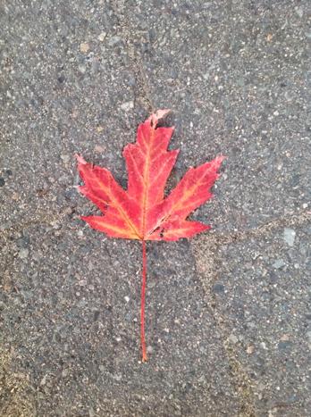 Four Easy Ways to Identify a Native Canadian Maple
