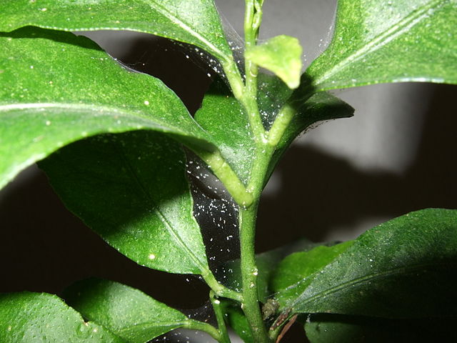 Battling the Spruce Tree Spider Mite