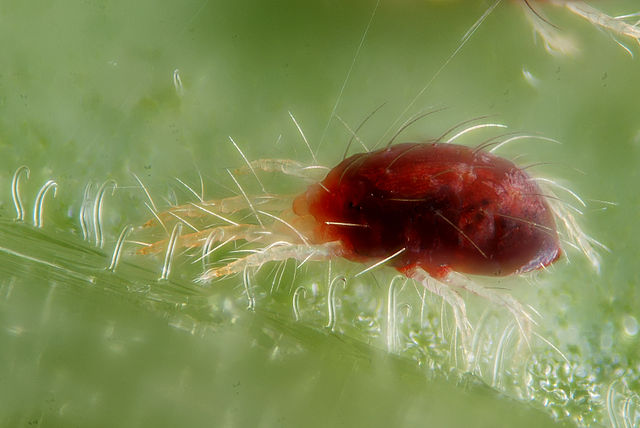 Battling the Spruce Tree Spider Mite