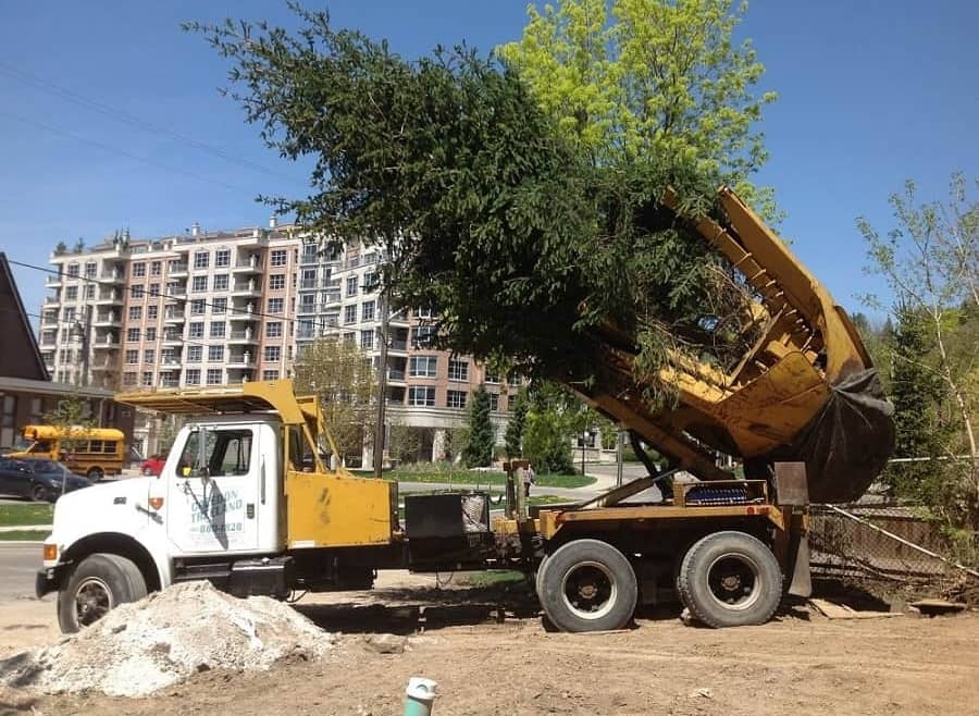 The Root of the Matter: Garden Tree Removal