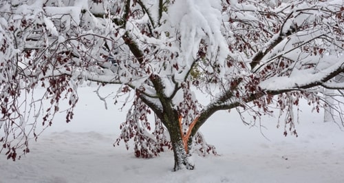 Common Winter Tree Problems and Solutions