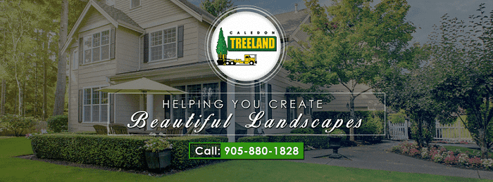 Five Things to Consider When Landscaping with Trees