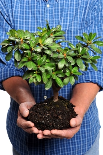 Tree Replanting Myths: How to Properly Care for Trees