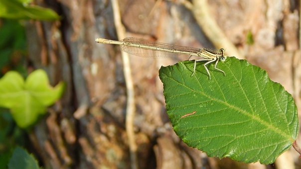 Is Your Tree Shedding Leaves in Spring