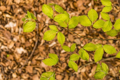 Is Your Tree Shedding Leaves in Spring