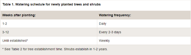 Dos and Don'ts of Watering Trees