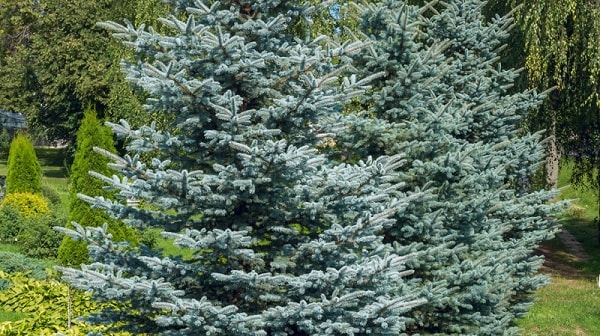 Which Evergreen Trees Make the Best Privacy Screens?