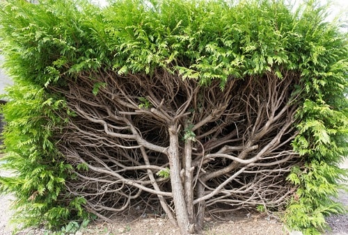 Tips for Transplanting Trees and Shrubs