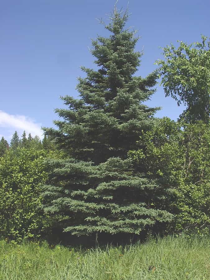 Which Evergreen Trees Make The Best Privacy Screens Caledon Treeland