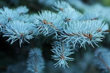 Common Blue Spruce Tree Diseases - Caledon Treeland