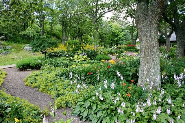 Quick Tips for Selecting Trees and Shrubs in Your Yard