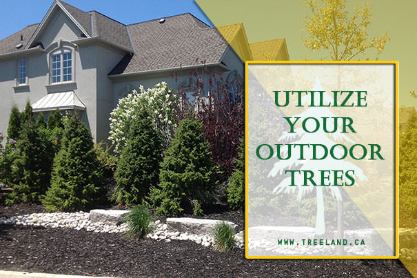Fun Holiday Decorating Ideas: Remember Your Outdoor Trees!