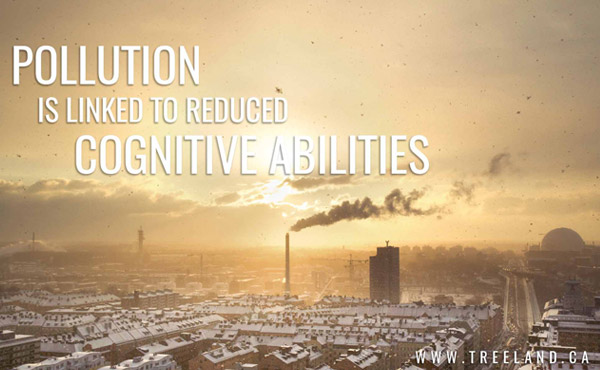How Air Pollution Affects Your Brain: Does Smog Lower Intelligence?