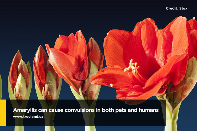 Amaryllis can cause convulsions in both pets and humans