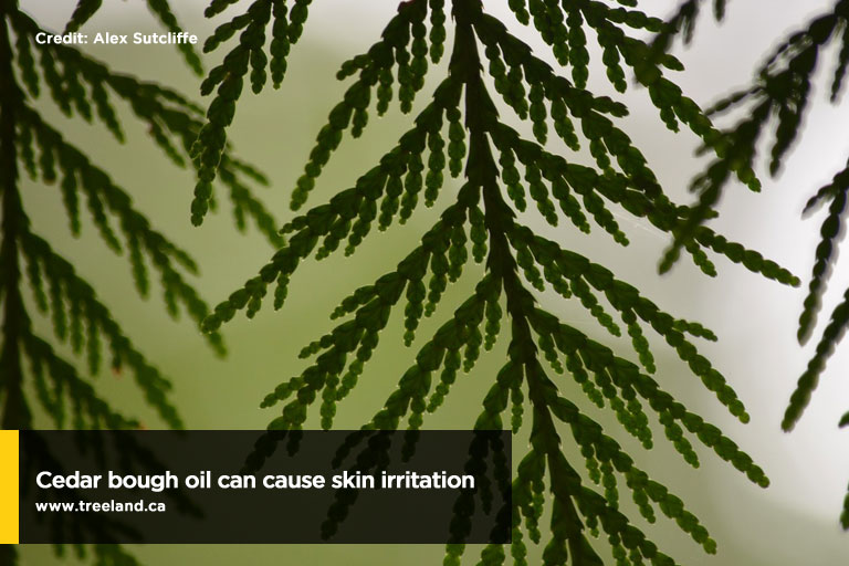 Cedar bough oil can cause skin irritation