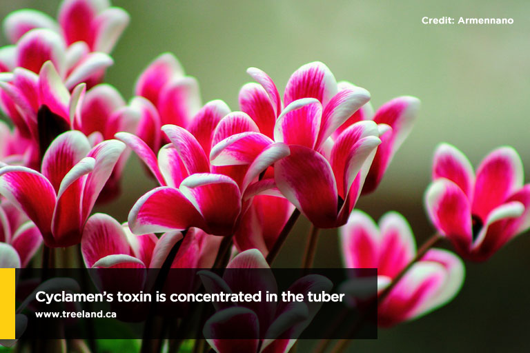 Cyclamen’s toxin is concentrated in the tuber