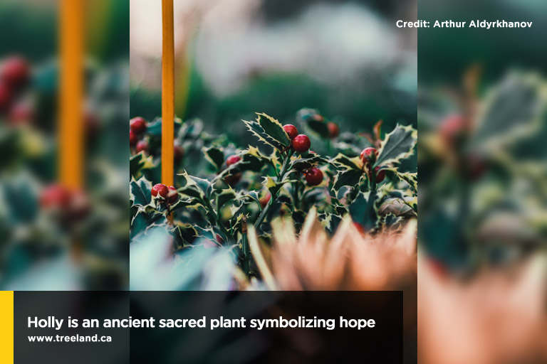 Holly is an ancient sacred plant symbolizing hope