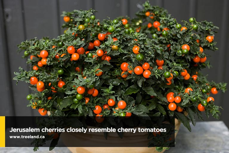 Jerusalem cherries closely resemble cherry tomatoes