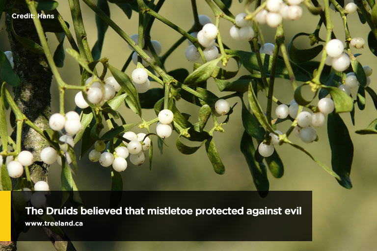 The Druids believed that mistletoe protected against evil