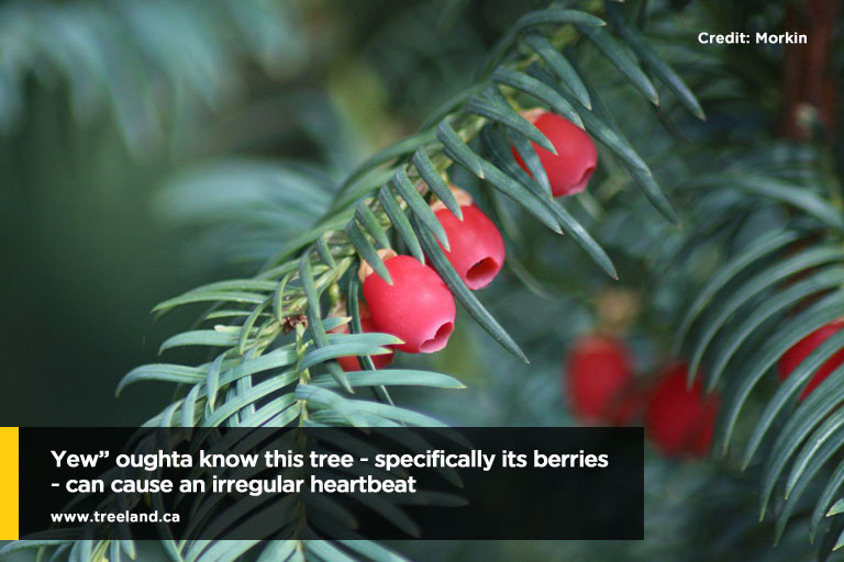 “Yew” oughta know this tree - specifically its berries - can cause an irregular heartbeat