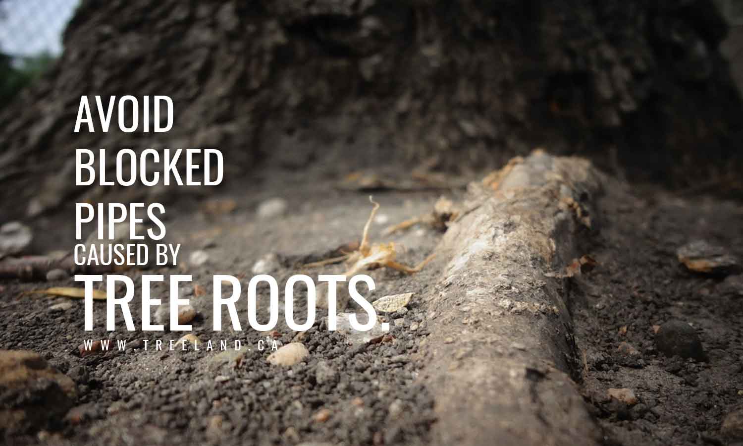 Avoid blocked pipes caused by tree roots.