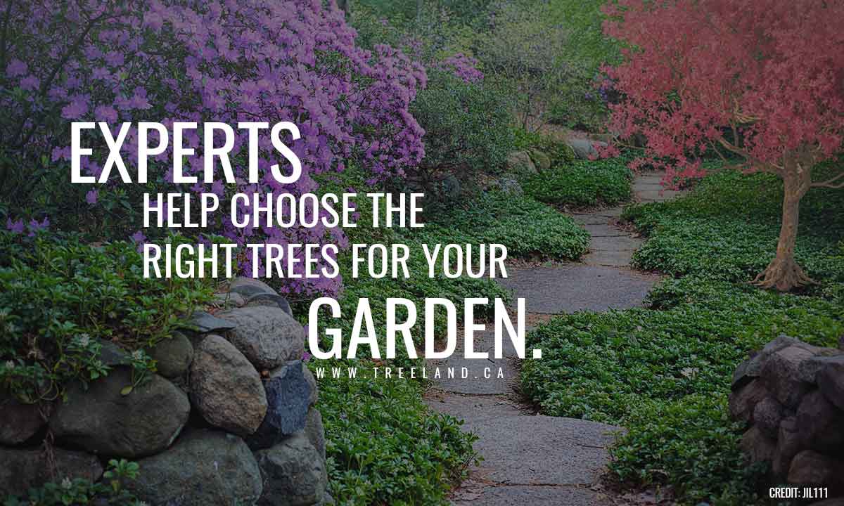 Experts help choose the right trees for your garden.