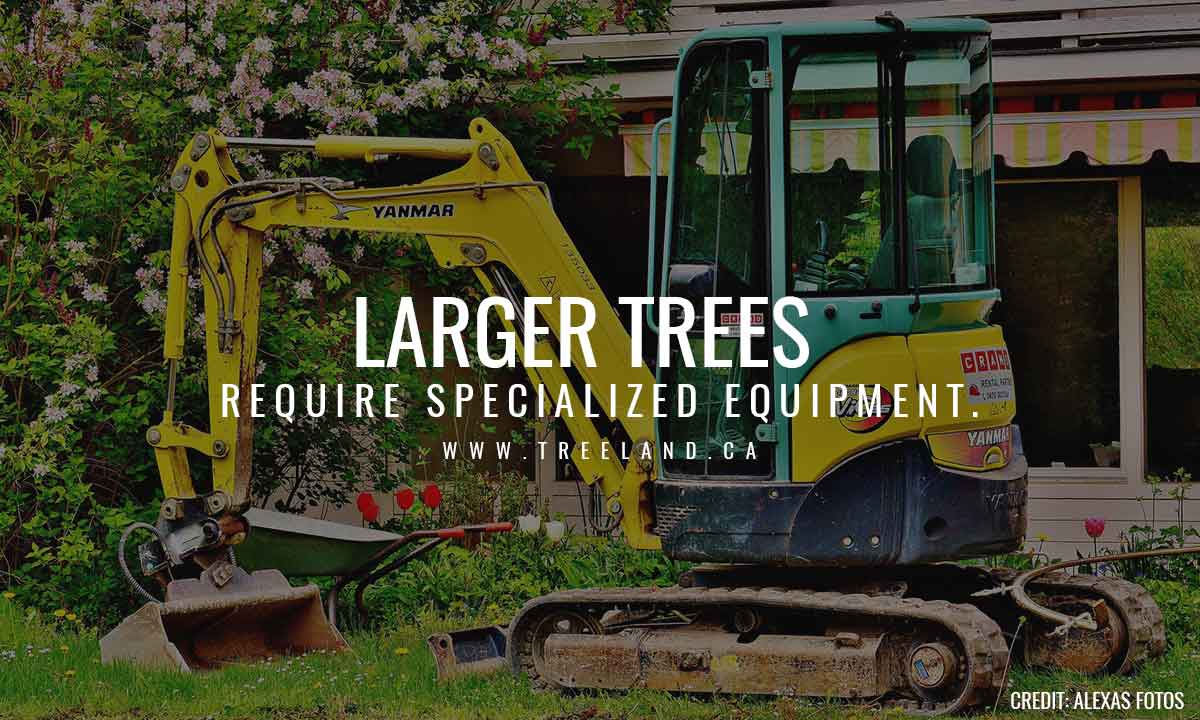 Larger trees require specialized equipment