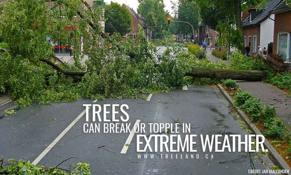 Trees can break or topple in extreme weather.