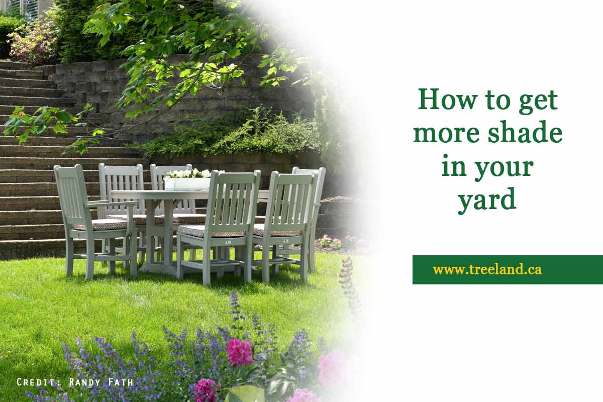How-to-get-more-shade-in-your-yard
