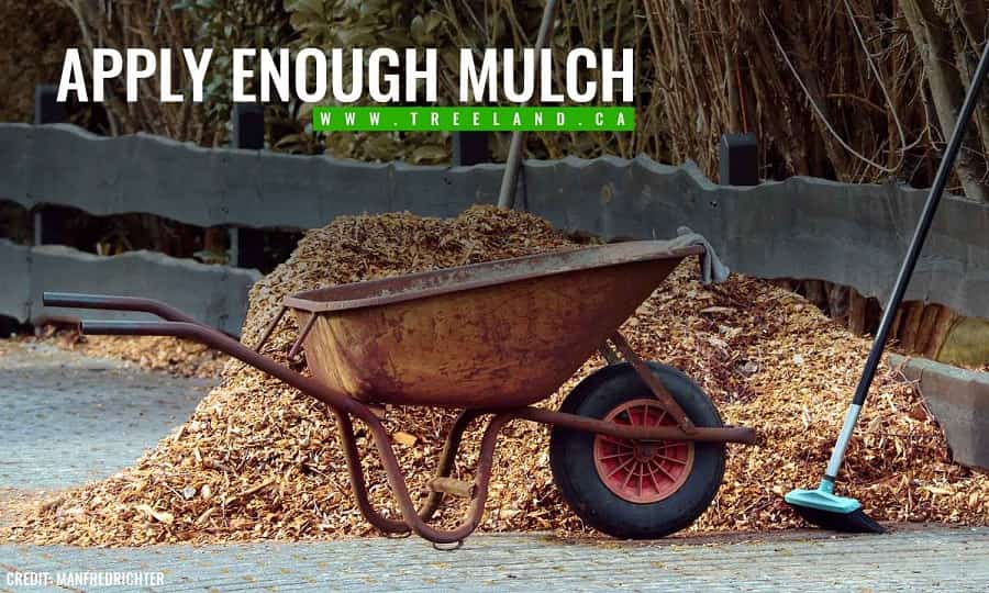 Apply enough mulch