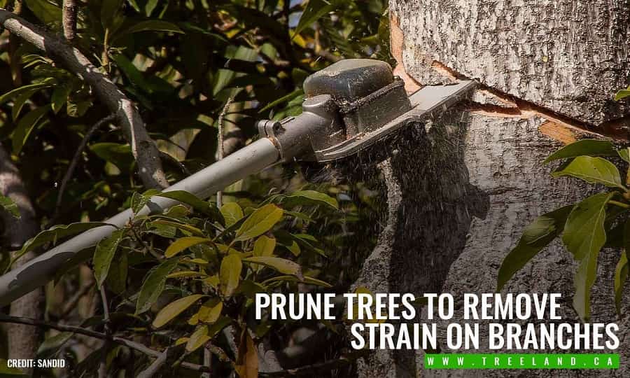  Prune trees to remove strain on branches