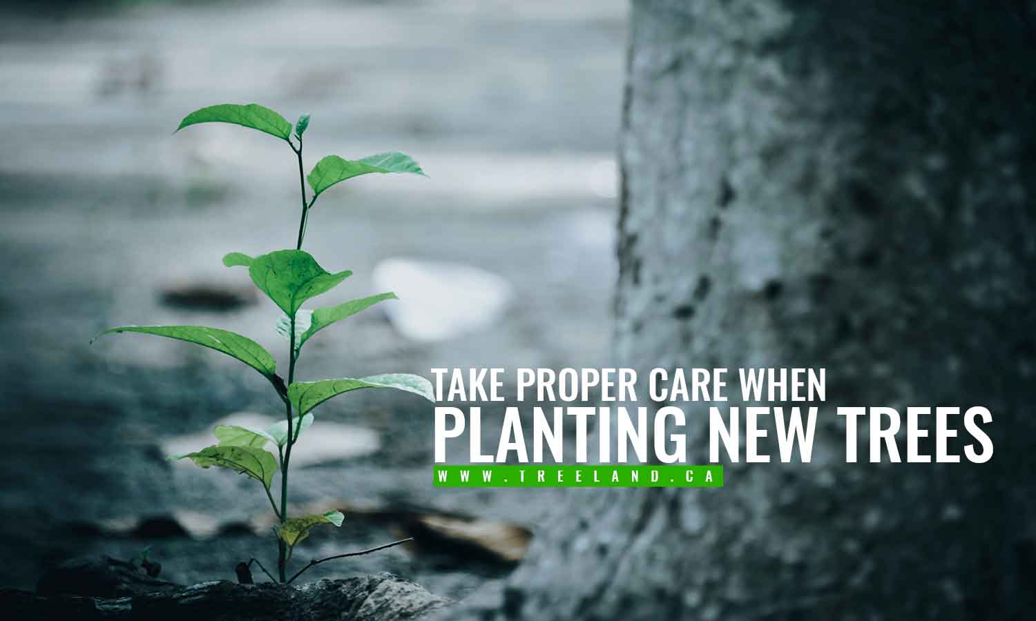 Take proper care when planting new treesC